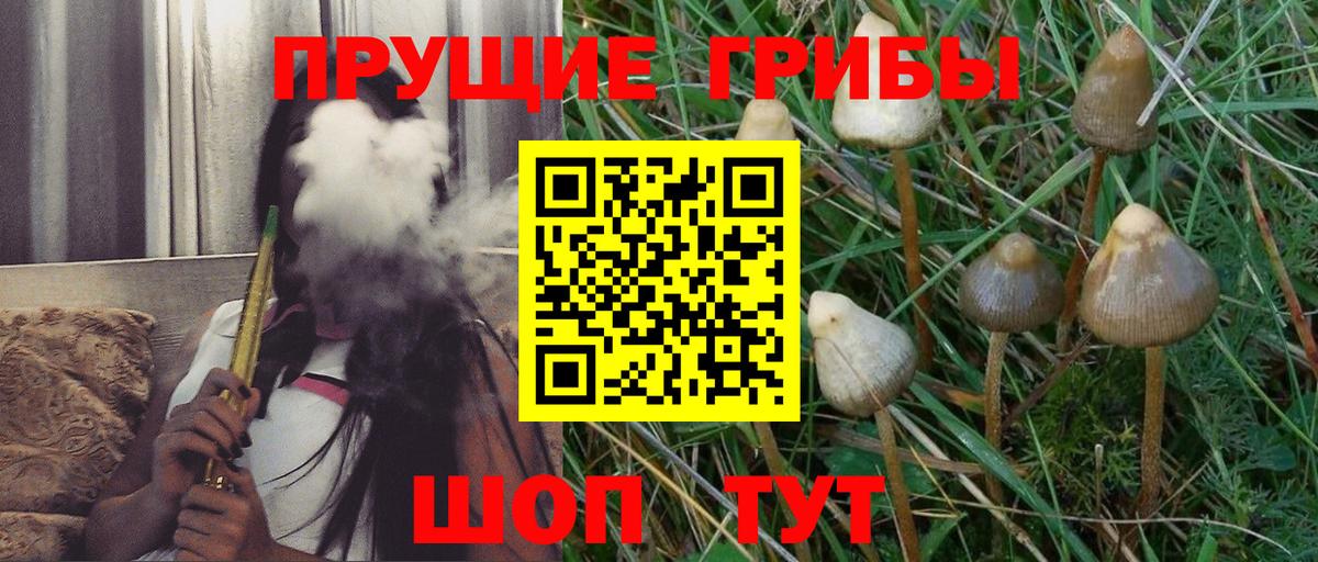 Галлюциногенные грибы Psilocybine cubensis Москва